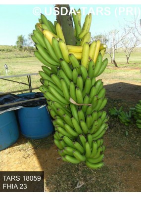 FHIA 23 banana
