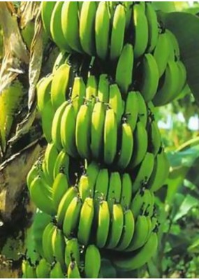 Banane Williams banana