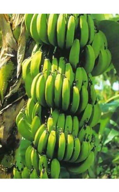Banane Williams