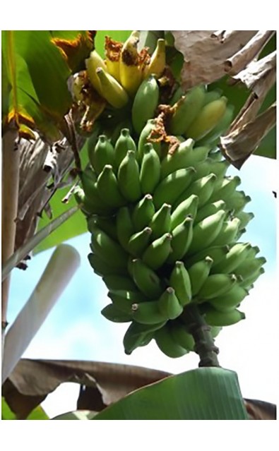 Banane BITA 8