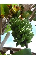 Banane BITA 8