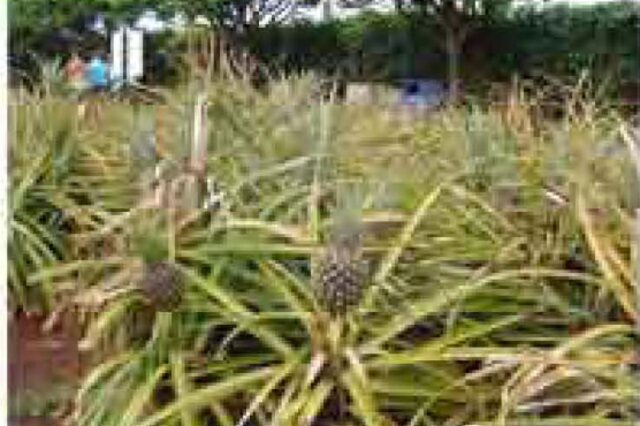 Ananas