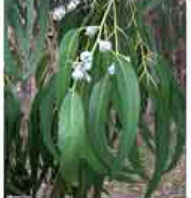 Eucalyptus