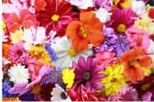 Fleurs