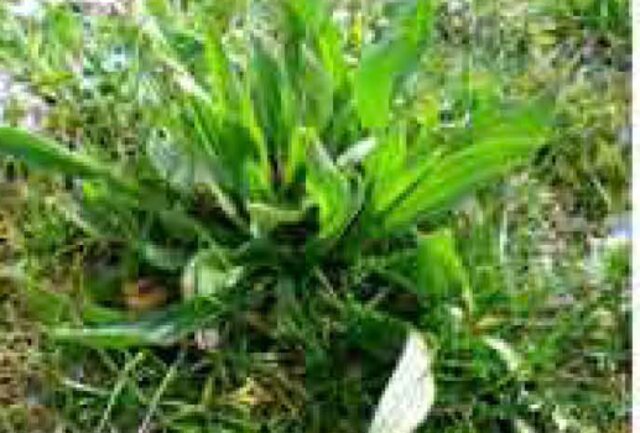 Plantain
