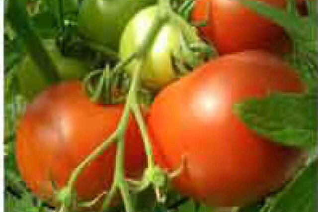 Tomate