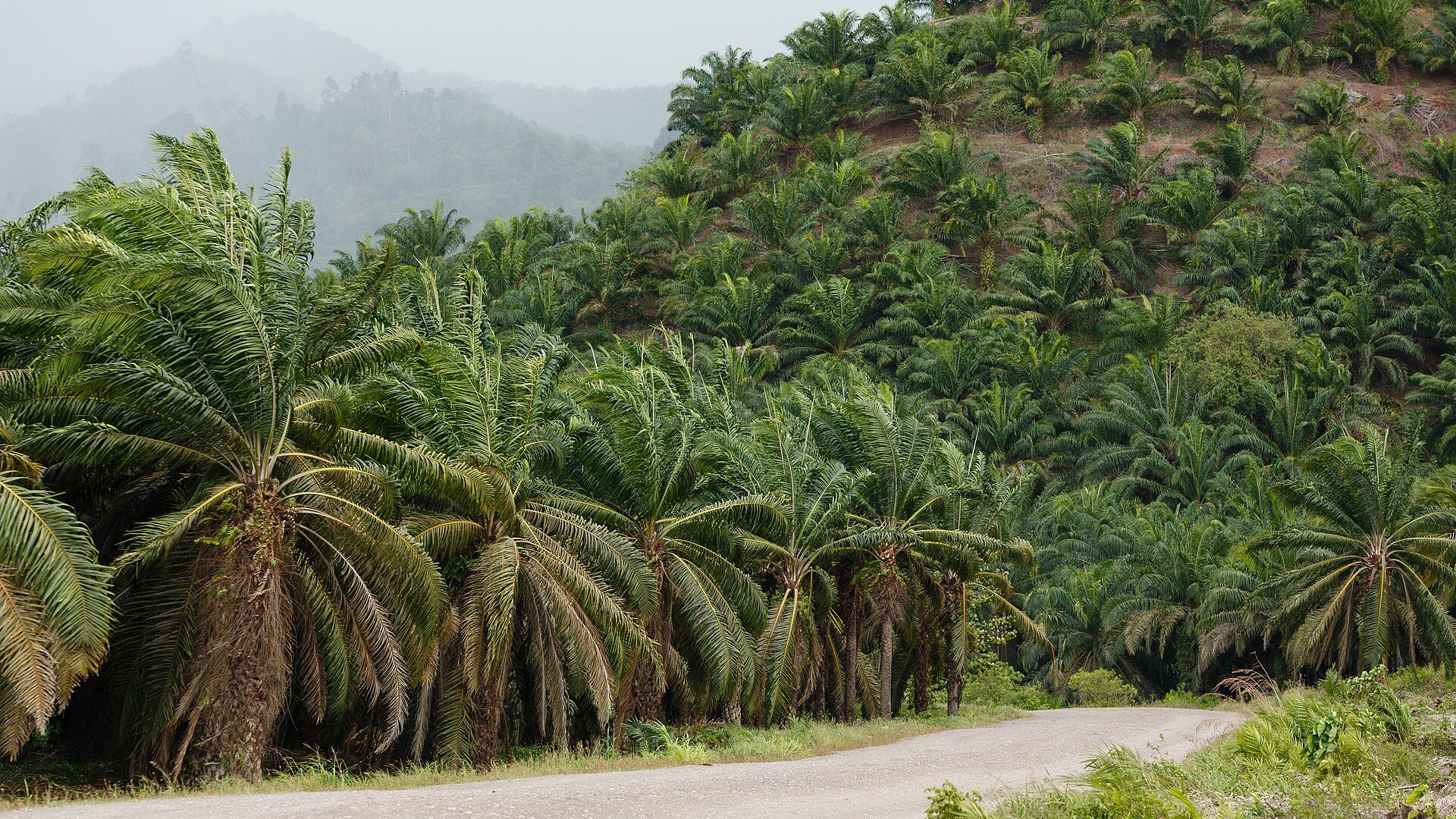Plantation de melinas