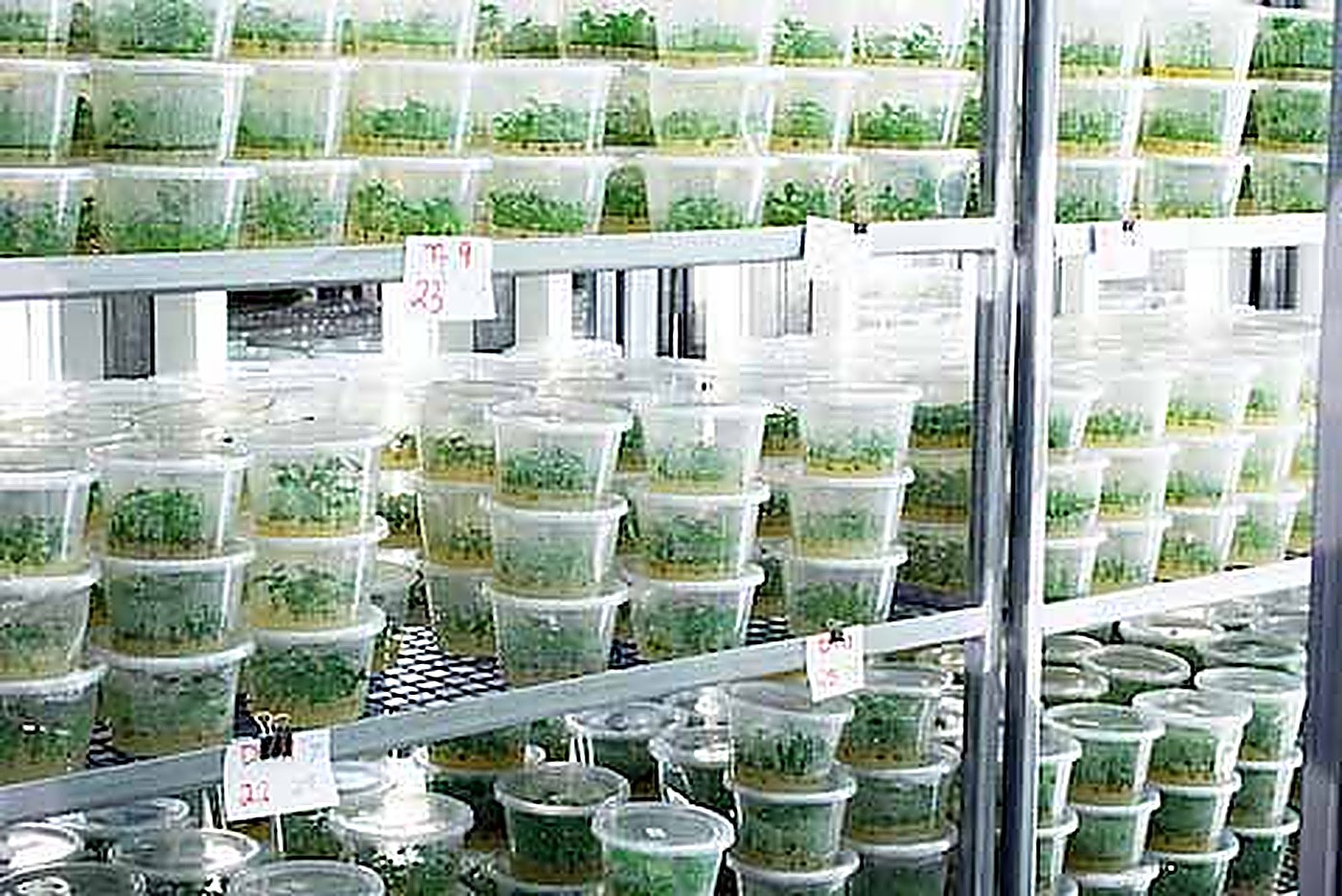 Plants issus du laboratoire AgroBioTech