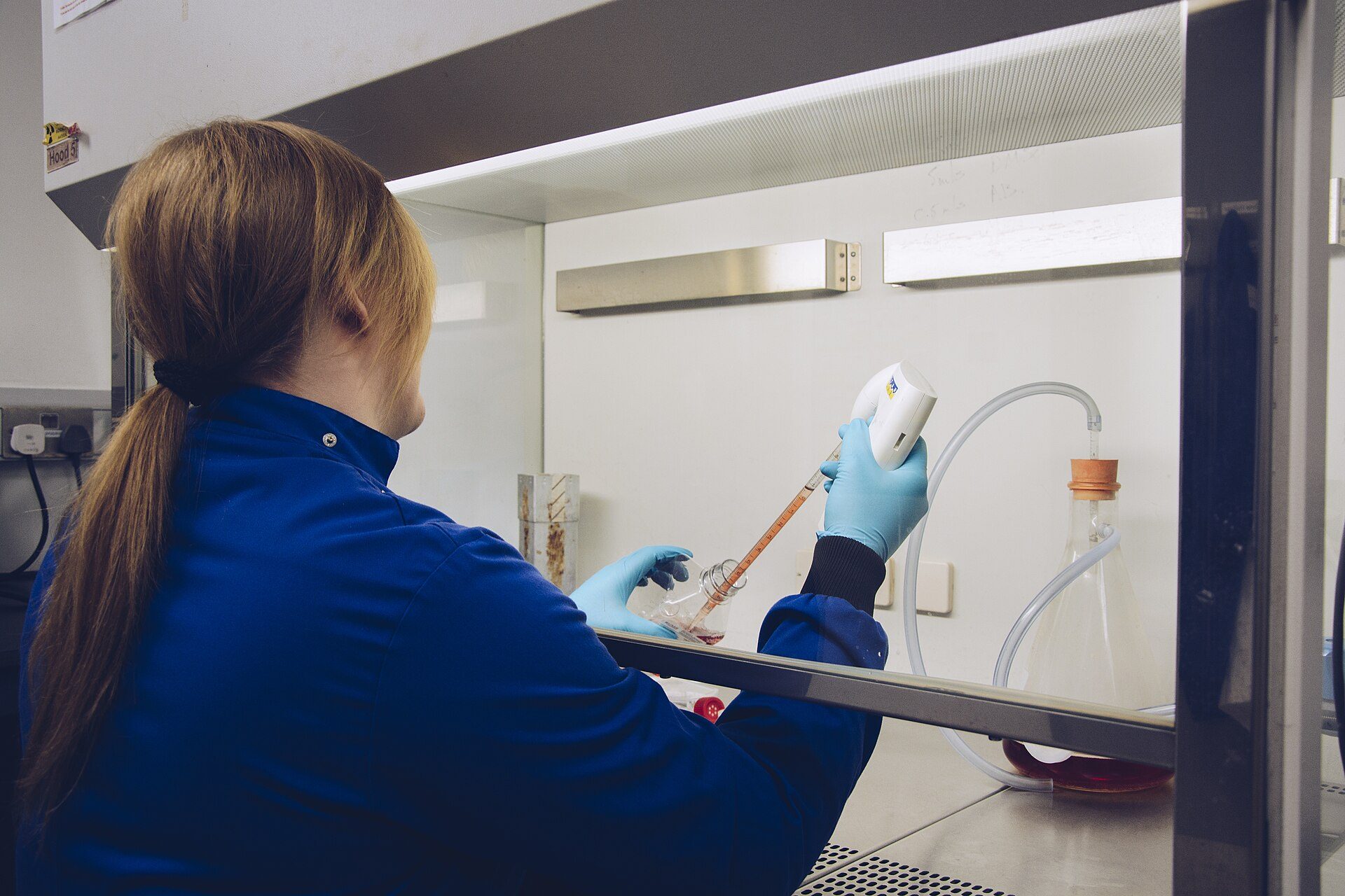 Plant issu de culture in vitro