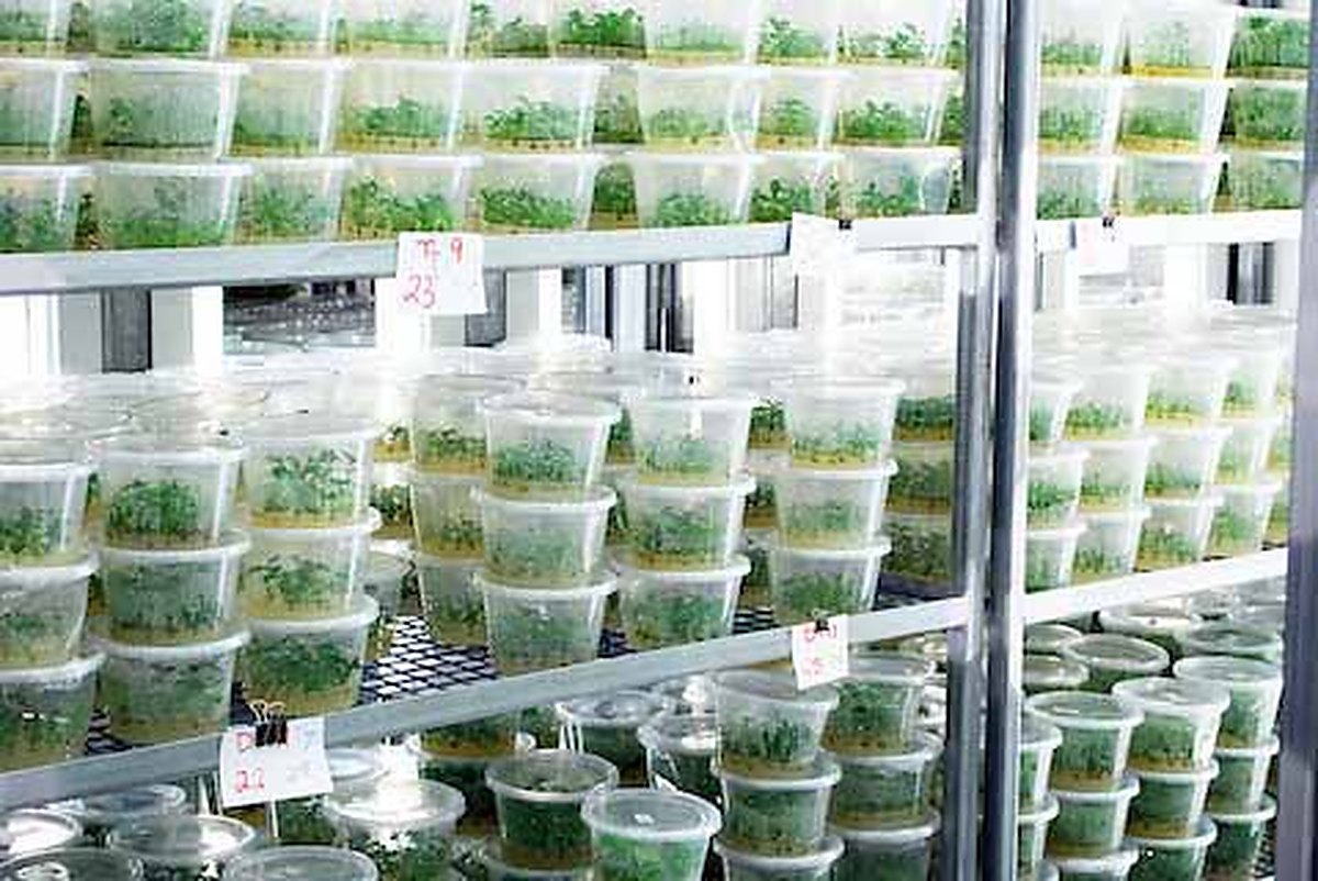 Plants multipliés par AgroBioTech