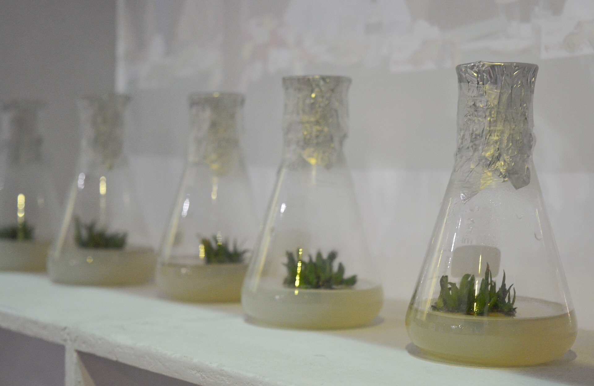 Plant issu de culture in vitro