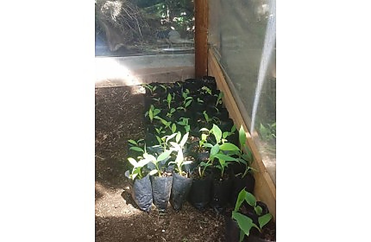 Plants d'AgroBioTech en pépinière